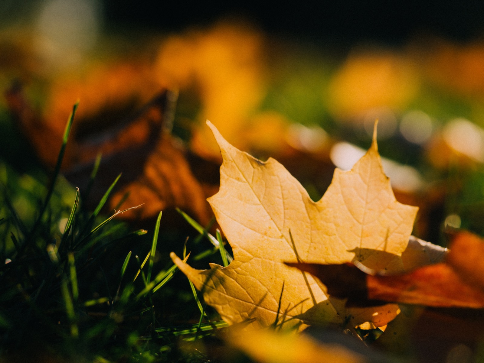 Autumn