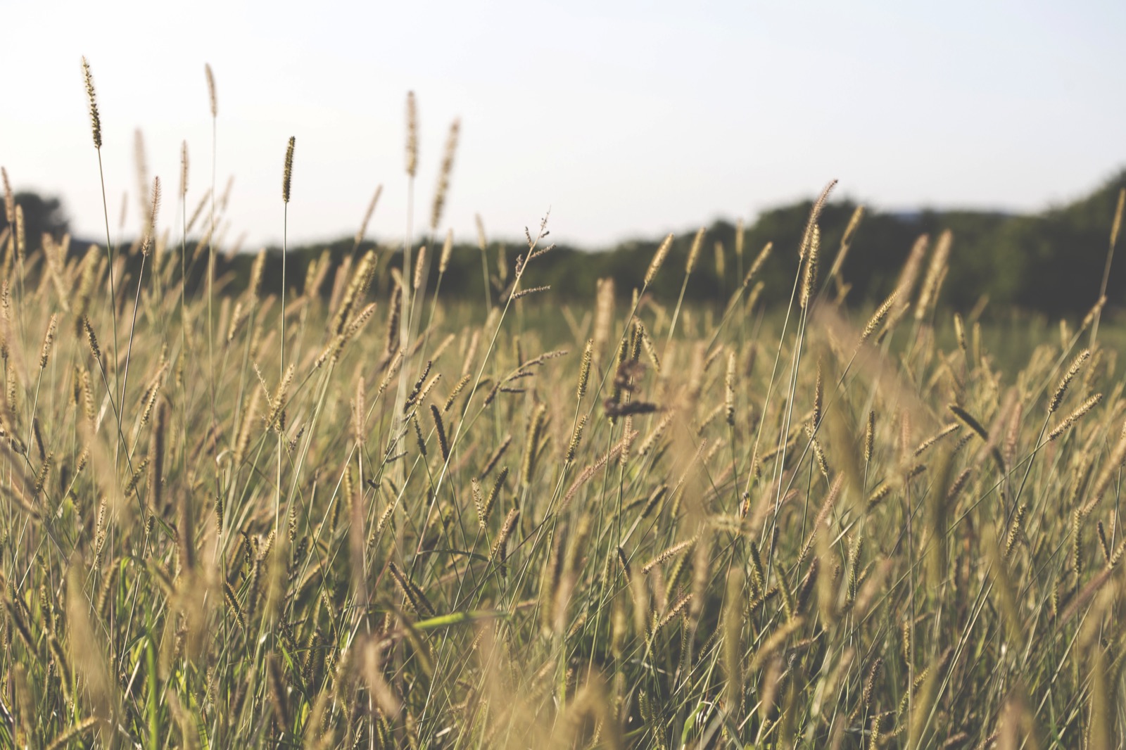 Field